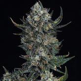 🎁 Durban Poison Autoflower Seeds (100% off)